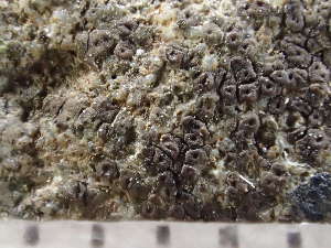  ( - O-L-246696)  @11 [ ] by-nc (2025) Reidar Haugan University of Oslo, Natural History Museum