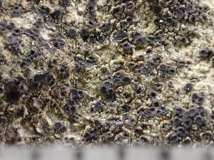  ( - O-L-246698)  @11 [ ] by-nc (2025) Reidar Haugan University of Oslo, Natural History Museum