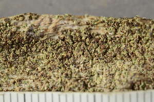  ( - O-L-246721)  @11 [ ] by-nc (2025) Einar Timdal University of Oslo, Natural History Museum