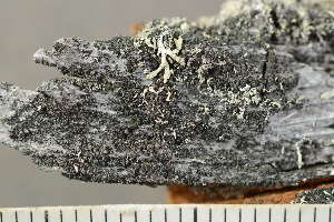  ( - O-L-246728)  @11 [ ] by-nc (2025) Einar Timdal University of Oslo, Natural History Museum