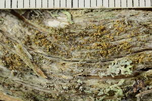  ( - O-L-246737)  @11 [ ] by-nc (2025) Einar Timdal University of Oslo, Natural History Museum