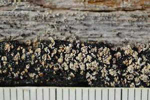 ( - O-L-246740)  @11 [ ] by-nc (2025) Einar Timdal University of Oslo, Natural History Museum