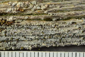  ( - O-L-246742)  @11 [ ] by-nc (2025) Einar Timdal University of Oslo, Natural History Museum