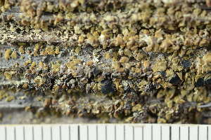  ( - O-L-246746)  @11 [ ] by-nc (2025) Einar Timdal University of Oslo, Natural History Museum