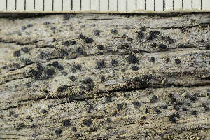  ( - O-L-246747)  @11 [ ] by-nc (2025) Einar Timdal University of Oslo, Natural History Museum