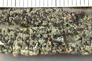  ( - O-L-246750)  @11 [ ] by-nc (2025) Einar Timdal University of Oslo, Natural History Museum