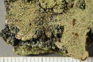  ( - O-L-246756)  @11 [ ] by-nc (2025) Einar Timdal University of Oslo, Natural History Museum