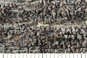  ( - O-L-246758)  @11 [ ] by-nc (2025) Einar Timdal University of Oslo, Natural History Museum