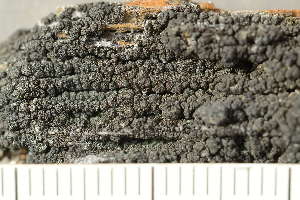  ( - O-L-246776)  @11 [ ] by-nc (2025) Einar Timdal University of Oslo, Natural History Museum