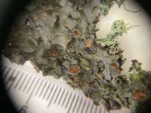  (Physma - O-L-400161)  @11 [ ] by-nc (2023) Ann Evankow Natural History Museum, University of Oslo, Norway
