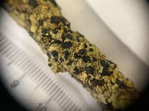  (Coccocarpiaceae - O-L-400436)  @11 [ ] by-nc (2023) Ann Evankow Natural History Museum, University of Oslo, Norway