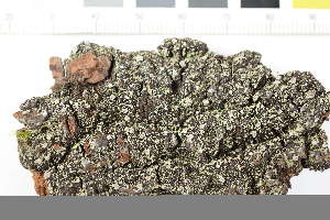  (Syncesia - O-L-400806)  @11 [ ] by-nc (2025) Antoine Simon Swedish Museum of Natural History