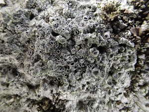  ( - O-L-BOL-N7)  @11 [ ] CreativeCommons - Attribution Non-Commercial (2019) Reidar Haugan University of Oslo, Natural History Museum