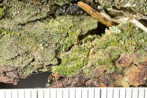  ( - TRH-L-3775)  @11 [ ] by-nc (2020) Einar Timdal Natural History Museum, University of Oslo, Norway