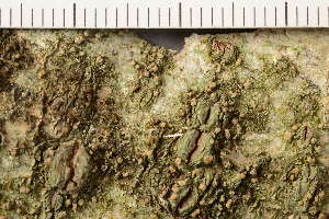  ( - TRH-L-3788)  @11 [ ] CreativeCommons - Attribution Non-Commercial (2019) Gunnhild Marthinsen University of Oslo, Natural History Museum