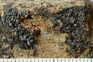  ( - TRH-L-13547)  @11 [ ] by-nc (2022) Einar Timdal University of Oslo, Natural History Museum
