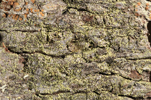  ( - TRH-L-14272)  @11 [ ] CreativeCommons - Attribution Non-Commercial (2014) Einar Timdal Natural History Museum, University of Oslo, Norway