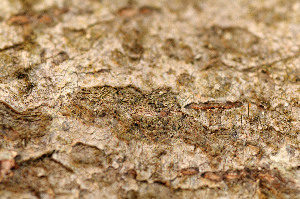  ( - TRH-L-14959)  @11 [ ] CreativeCommons - Attribution Non-Commercial (2013) Einar Timdal Natural History Museum, University of Oslo, Norway
