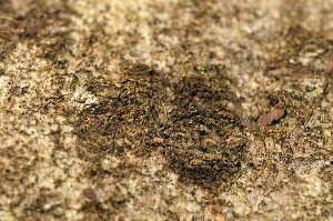  ( - TRH-L-15110)  @11 [ ] CreativeCommons - Attribution Non-Commercial (2013) Einar Timdal Natural History Museum, University of Oslo, Norway
