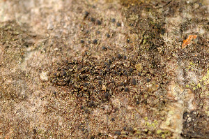  ( - TRH-L-15112)  @11 [ ] CreativeCommons - Attribution Non-Commercial (2013) Einar Timdal Natural History Museum, University of Oslo, Norway