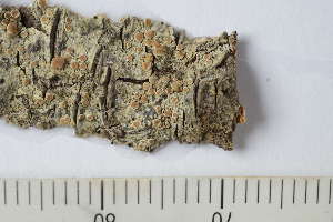  (Lecanora salicicola - TRH-L-15117)  @11 [ ] by-nc (2020) Einar Timdal Natural History Museum, University of Oslo, Norway