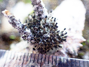  ( - TRH-L-16038)  @11 [ ] CreativeCommons - Attribution Non-Commercial (2016) Mika Bendiksby University of Oslo, Natural History Museum