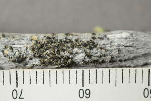  (Palicella - TRH-L-18308)  @11 [ ] by-nc (2020) Einar Timdal Natural History Museum, University of Oslo, Norway