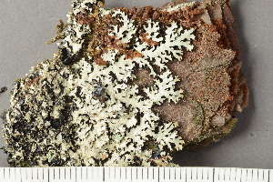  ( - TRH-L-18424)  @11 [ ] by-nc (2020) Einar Timdal Natural History Museum, University of Oslo, Norway