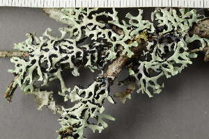  ( - TRH-L-18969)  @11 [ ] by-nc (2020) Einar Timdal Natural History Museum, University of Oslo, Norway