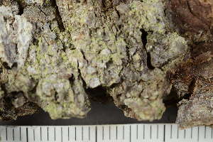  ( - TRH-L-24050)  @11 [ ] by-nc (2020) Einar Timdal Natural History Museum, University of Oslo, Norway