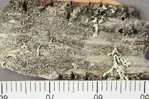  ( - TRH-L-24051)  @11 [ ] by-nc (2020) Einar Timdal Natural History Museum, University of Oslo, Norway