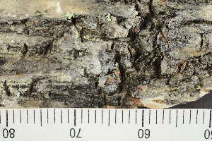  ( - TRH-L-24052)  @11 [ ] by-nc (2020) Einar Timdal Natural History Museum, University of Oslo, Norway