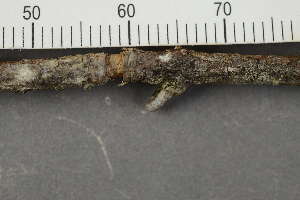  ( - TRH-L-24054)  @11 [ ] by-nc (2020) Einar Timdal Natural History Museum, University of Oslo, Norway