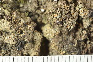  ( - TRH-L-24130)  @11 [ ] by-nc (2020) Einar Timdal Natural History Museum, University of Oslo, Norway