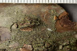  ( - TRH-L-24194)  @11 [ ] by-nc (2020) Einar Timdal Natural History Museum, University of Oslo, Norway
