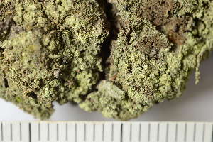  ( - TRH-L-24195)  @11 [ ] by-nc (2020) Einar Timdal Natural History Museum, University of Oslo, Norway