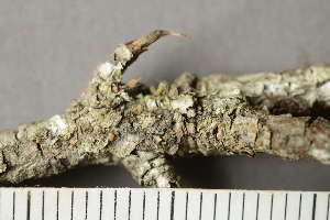  ( - TRH-L-24200)  @11 [ ] by-nc (2020) Einar Timdal Natural History Museum, University of Oslo, Norway