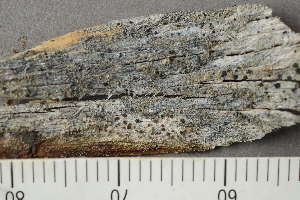  ( - TRH-L-24201)  @11 [ ] by-nc (2020) Einar Timdal Natural History Museum, University of Oslo, Norway
