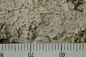  ( - TRH-L-24224)  @11 [ ] by-nc (2020) Einar Timdal Natural History Museum, University of Oslo, Norway