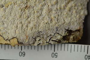  ( - TRH-L-24225)  @11 [ ] by-nc (2020) Einar Timdal Natural History Museum, University of Oslo, Norway