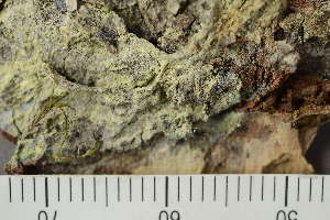  (Lecanora expallens - TRH-L-24249)  @11 [ ] by-nc (2020) Einar Timdal Natural History Museum, University of Oslo, Norway