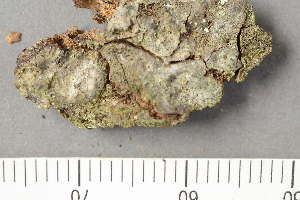  ( - TRH-L-24277)  @11 [ ] by-nc (2020) Einar Timdal Natural History Museum, University of Oslo, Norway