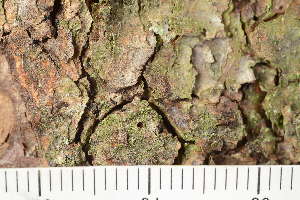  ( - TRH-L-24279)  @11 [ ] by-nc (2020) Einar Timdal Natural History Museum, University of Oslo, Norway