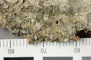  ( - TRH-L-24280)  @11 [ ] by-nc (2020) Einar Timdal Natural History Museum, University of Oslo, Norway