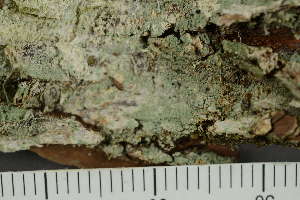  ( - TRH-L-24335)  @11 [ ] by-nc (2020) Einar Timdal Natural History Museum, University of Oslo, Norway