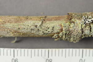  ( - TRH-L-24339)  @11 [ ] by-nc (2020) Einar Timdal Natural History Museum, University of Oslo, Norway