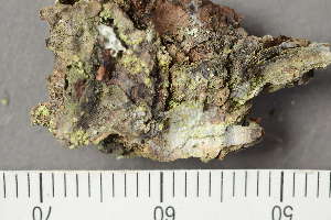  ( - TRH-L-24343)  @11 [ ] by-nc (2020) Einar Timdal Natural History Museum, University of Oslo, Norway