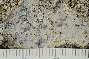  (Lecanora argentata - TRH-L-28632)  @11 [ ] by-nc (2020) Einar Timdal Natural History Museum, University of Oslo, Norway