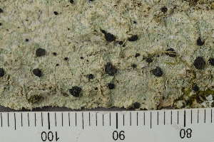  ( - TRH-L-28689)  @11 [ ] by-nc (2020) Einar Timdal Natural History Museum, University of Oslo, Norway