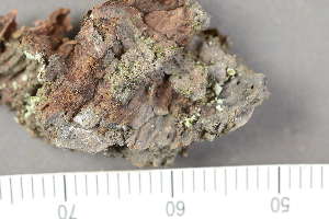  ( - TRH-L-28695)  @11 [ ] by-nc (2020) Einar Timdal Natural History Museum, University of Oslo, Norway